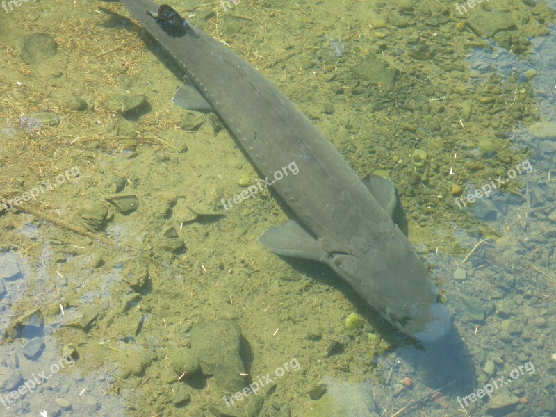 Fish Sturgeon Large Big Wildlife