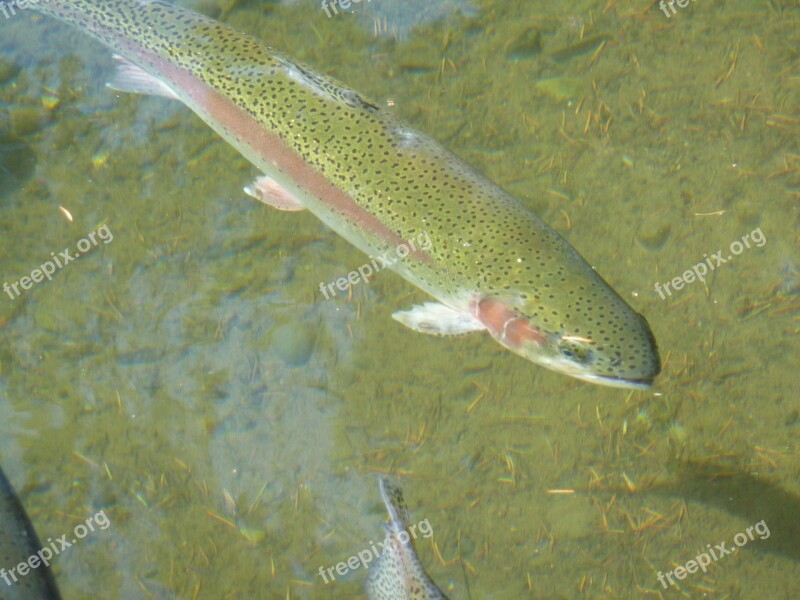 Trout Fish Rainbow Trout Fishing Food