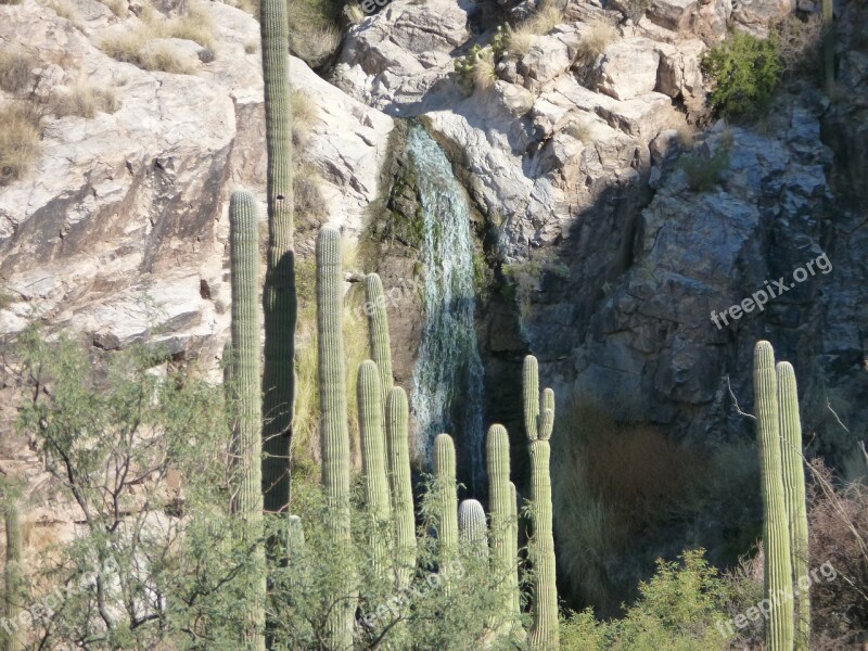 Cactus Tucson Arizona Desert Nature