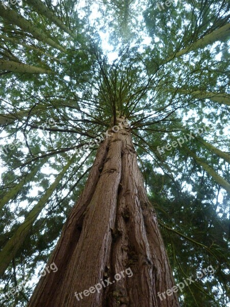 Redwood Sequoia Flora Tree Nature