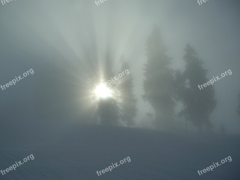 Winter Fog Grey Trees Sunbeam