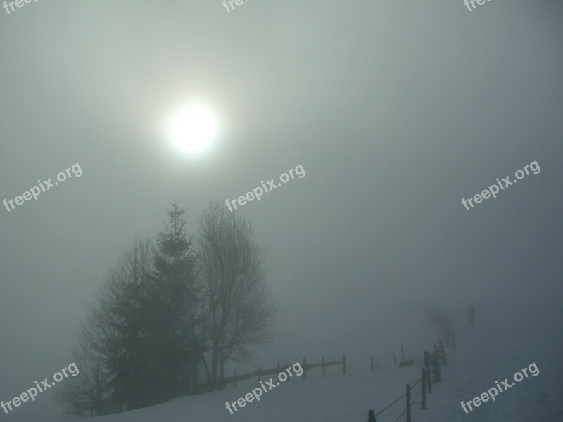 Winter Fog Grove Of Trees Snow Fence