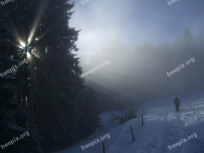 Winter Fog Firs Sunbeam Light