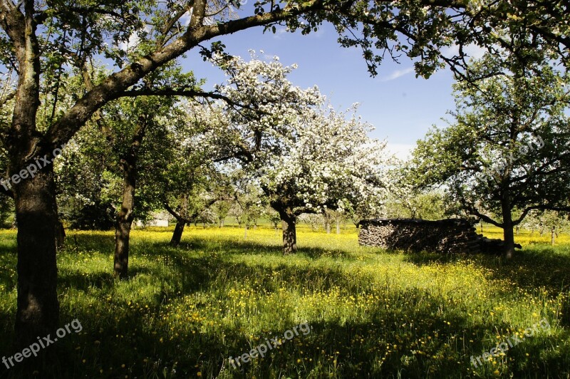 Orchard Bloom Apple Trees Apple Blossom Spring