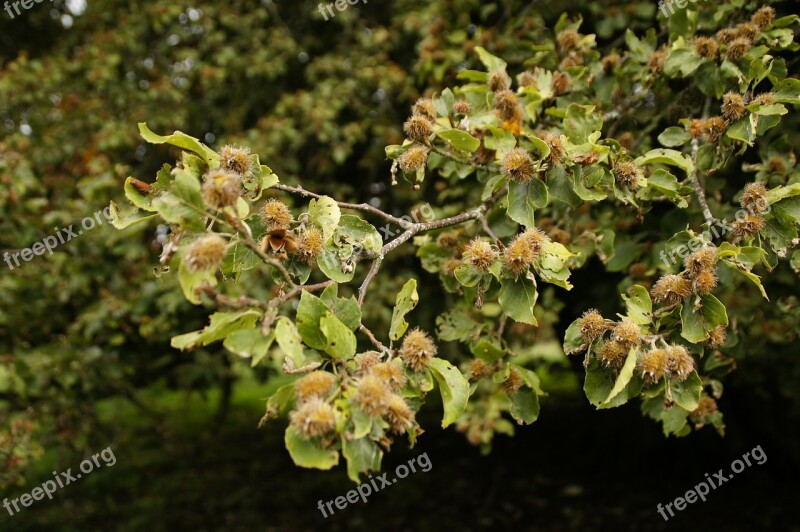 Beech Nuts Beech Branch Free Photos