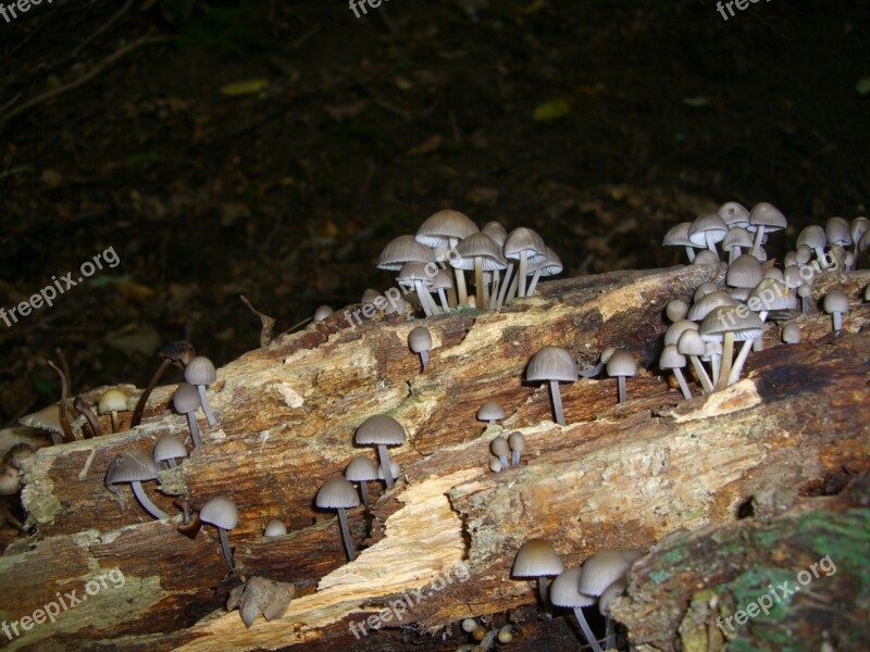 Mushrooms Grey Tree Stump Morsch Free Photos