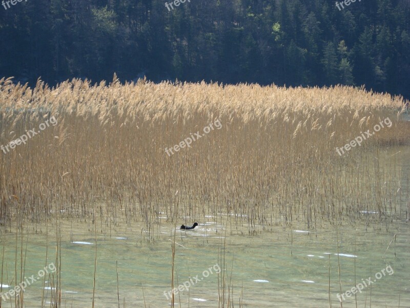 Duck Reed Wild Bird Nature Autumn Colours