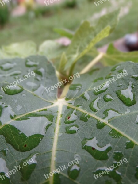 Leaf Water Tomorrow Branch Green