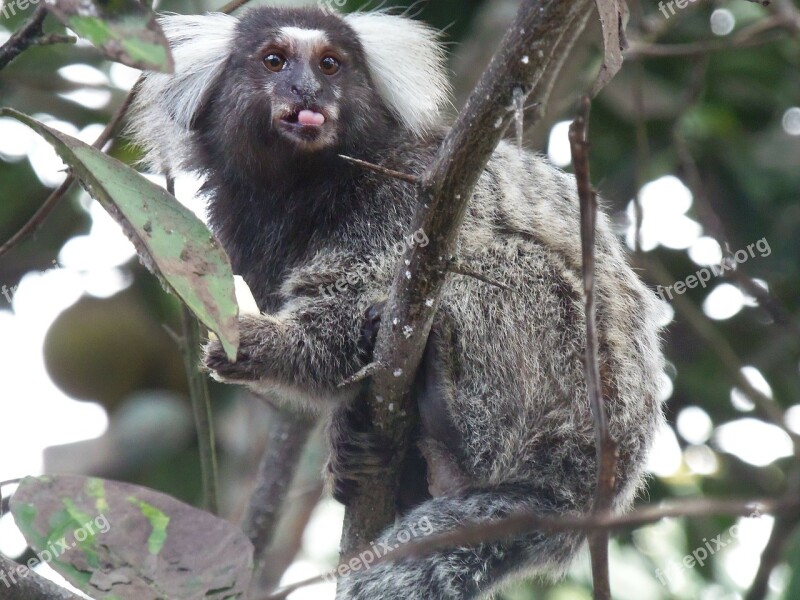 Marmosets Nature Language Monkey Rio Tinto