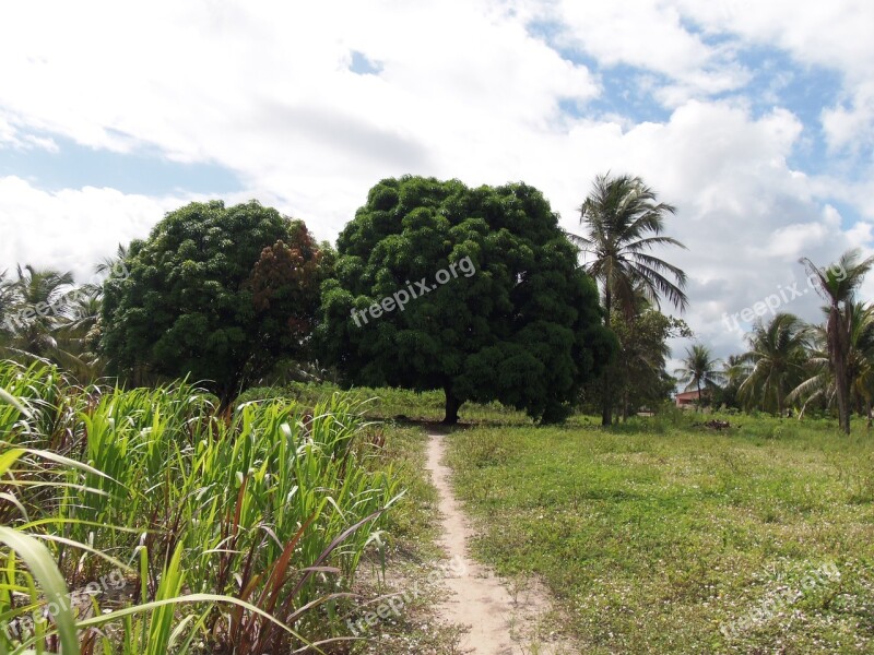 Place Rio Tinto Atlantic Forest Free Photos