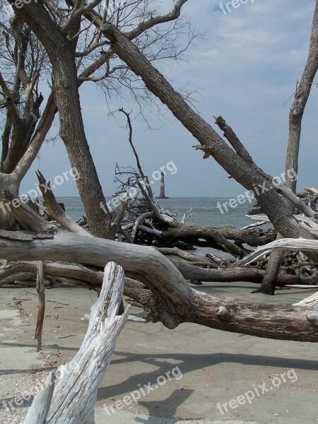 Water Ocean Beach Folly Beach Driftwood