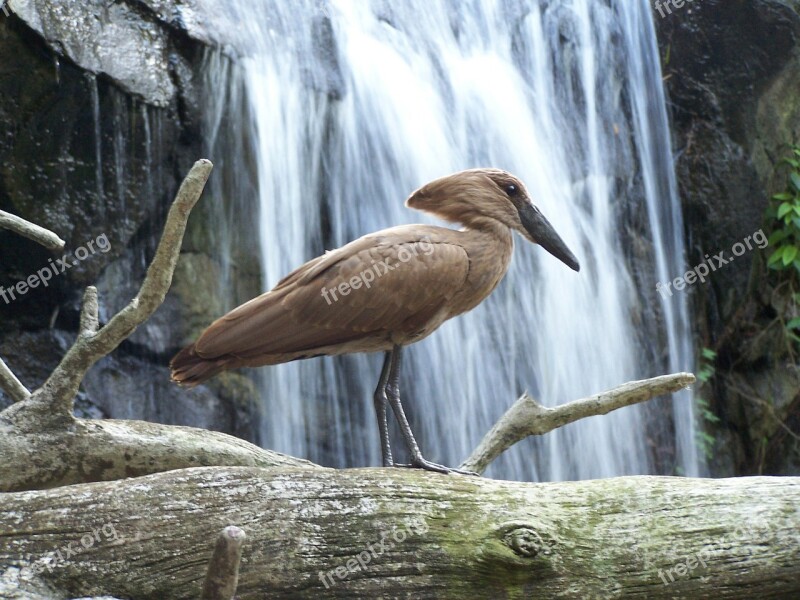 Water Bird Animal Aviary Waterfall