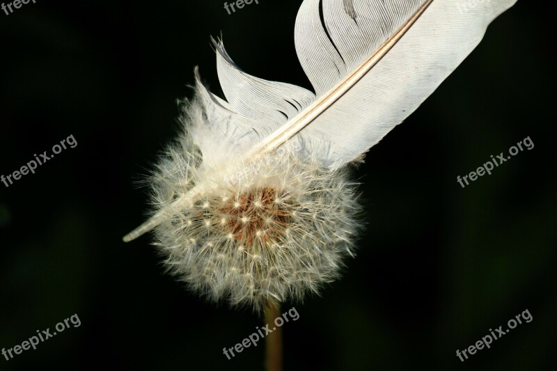 Dandelion Flower Nature Close Up Seeds