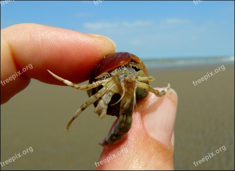 Cancer Crab Shellfish Pliers Meeresbewohner