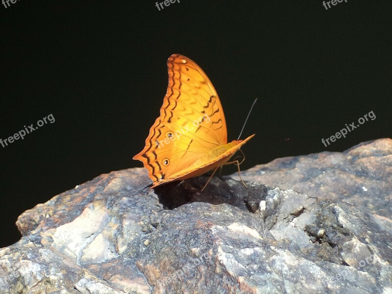 Butterfly Nature Colored Animals Beauty