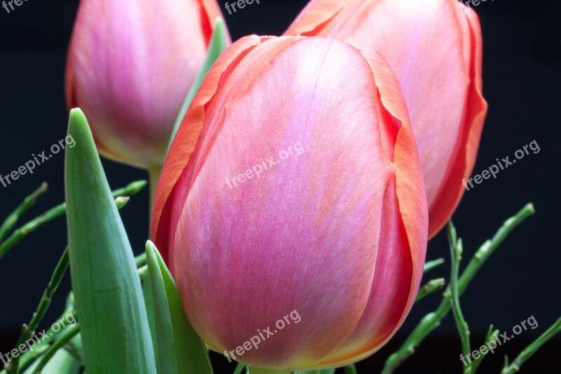 Tulip Lily Spring Nature Flowers