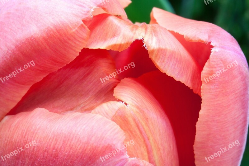 Tulip Lily Spring Nature Flowers