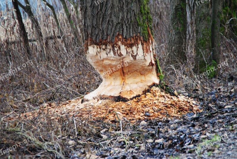 Beaver Beaver Damage Rodent Beaver Tree Beaver Eating