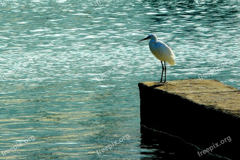 Bird Animal Nature Animals Heron