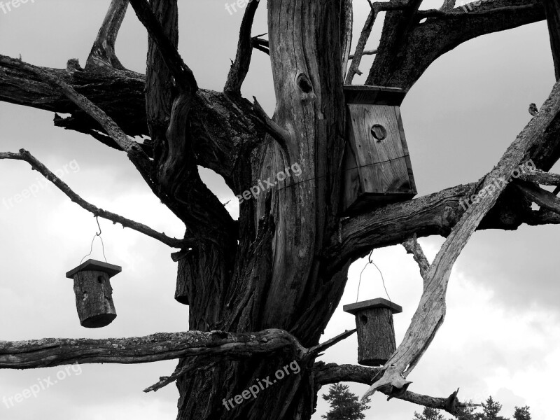 Wood Dry Wood Dead Tree Odu Free Photos