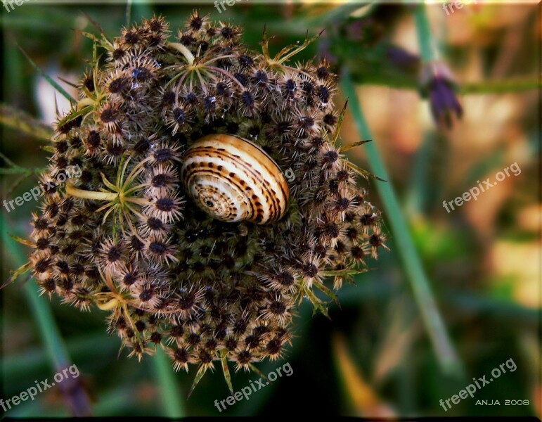 Snail Shell Close Up Snail Shell Animals