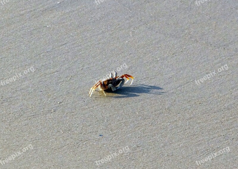 Crab Beach Sand Arabian Sea Karwar