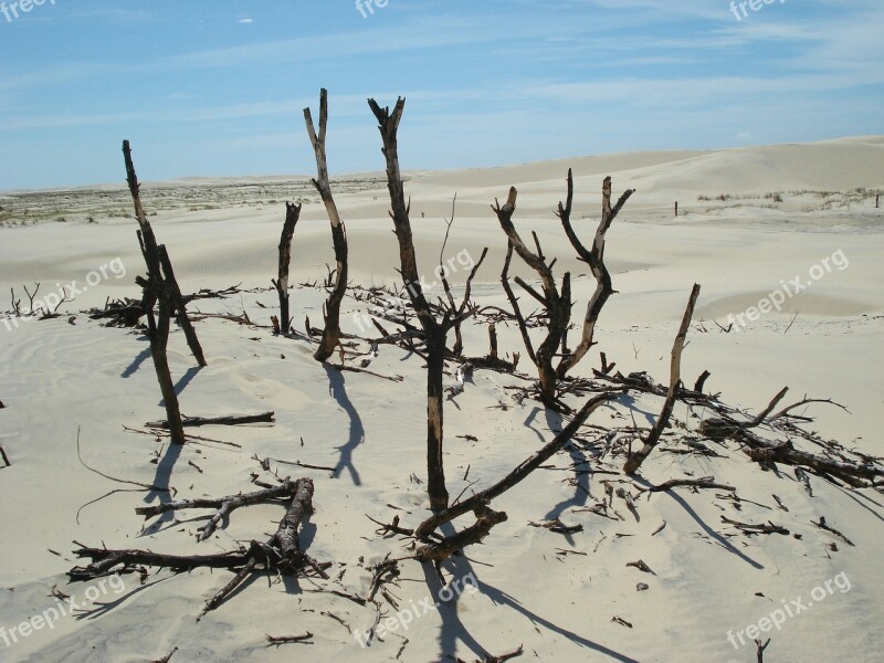 Desert Twigs Sand Sky Branch