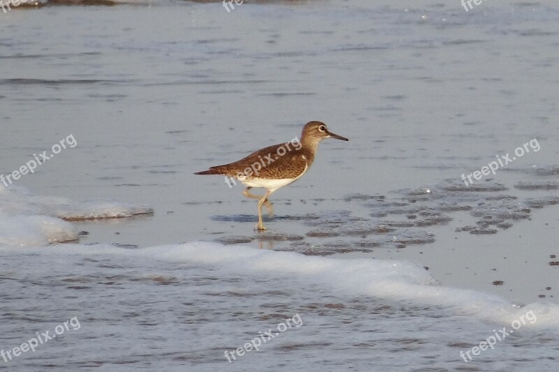 Common Sandpiper Bird Beach Wader Karwar