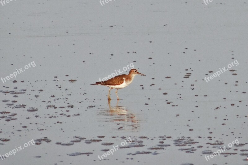 Common Sandpiper Bird Beach Wader Karwar