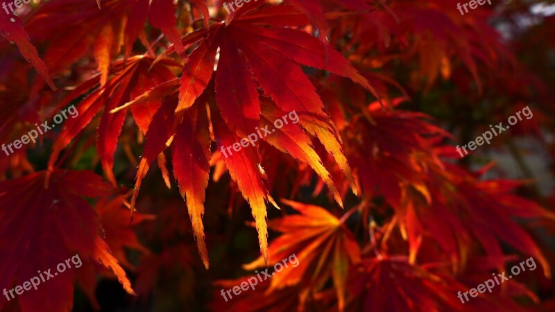 Leaves Fall Foliage Red Free Photos