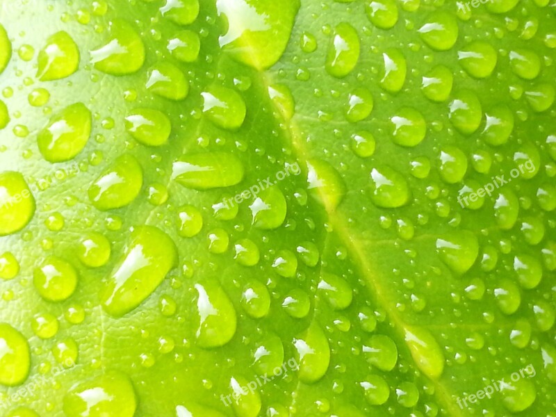 Raindrop Leaf Green Leaves Rain