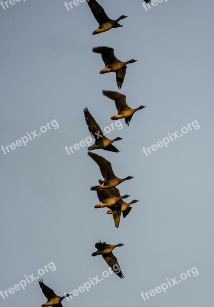 Geese Migratory Birds Flying Free Photos