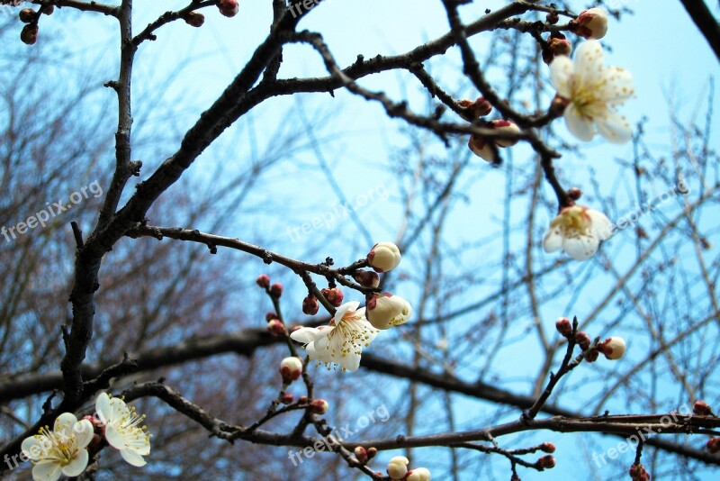 Flower Sakura Cherry Blossoms White Bloom