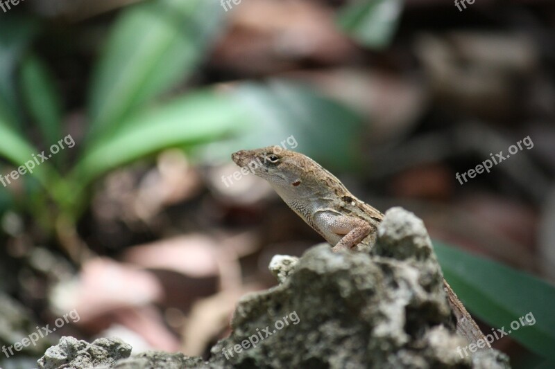 Gekko Florida Animal World Lizards Nature