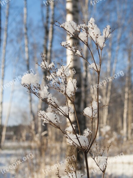 Nature Branches Beautiful Landscape Winter