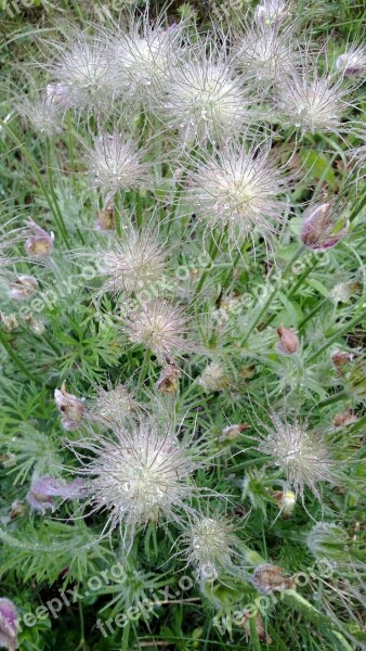 Pulsatilla Grandis Pulsatilla Crop Free Photos