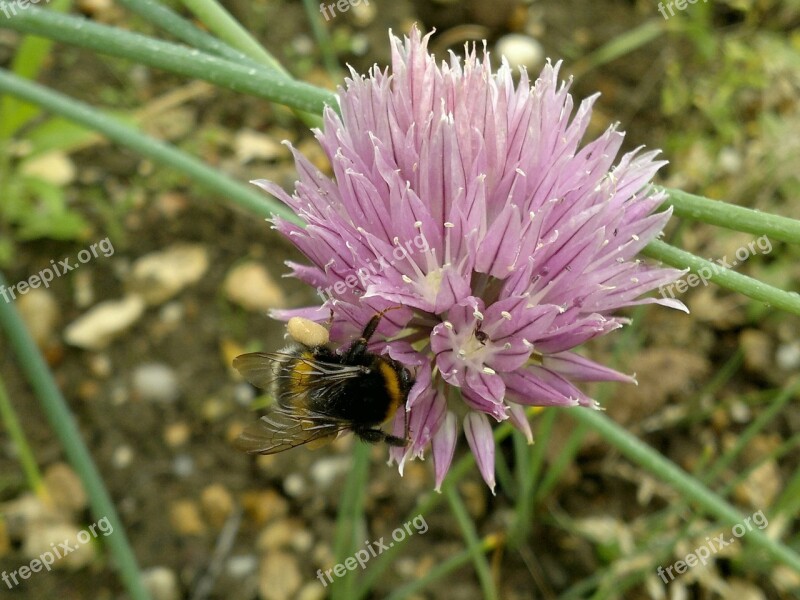 Flower Onion Bumblebee Free Photos