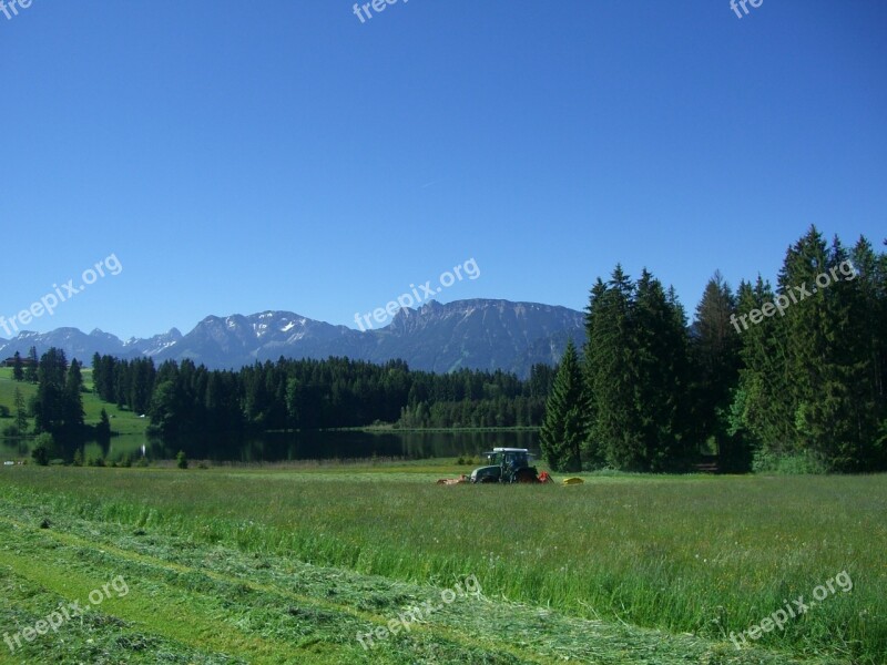 Meadow Mow Grass Green Section