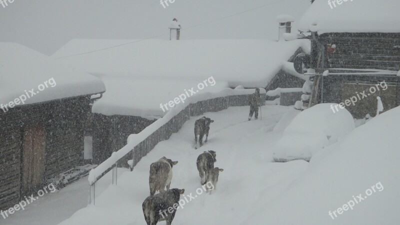 Winter Winter Blast Safien Valley Switzerland Cows