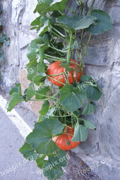 Pumpkin Leaves Fruits Nature Color