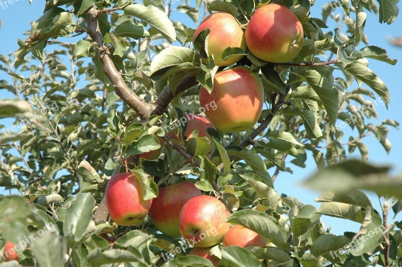 Harvest Time Apple Harvest Autumn Cultivation