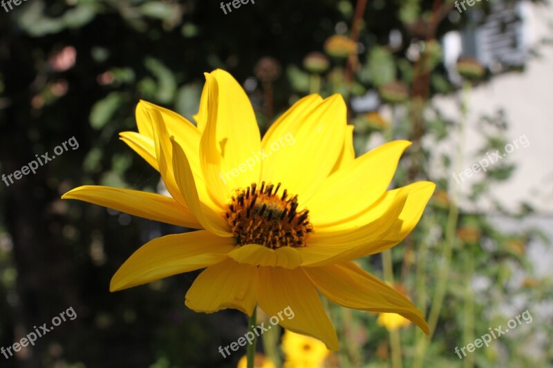 Blossom Bloom Yellow Summer Plant