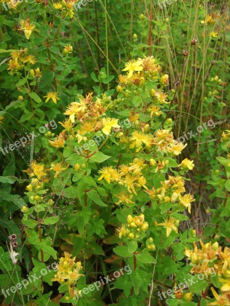 Wild Herb St John's Wort Medicinal Herbs Wild Herbs Herbal Medicine