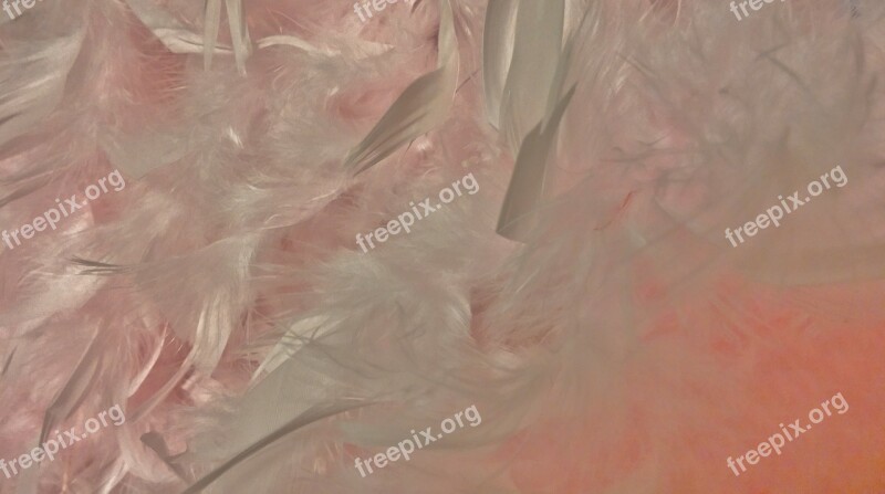 Feather Boa Boa Feathers Pink Scarf