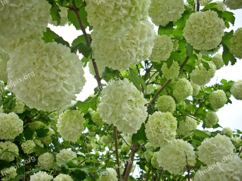 Snow Ball Blossom Bloom Viburnum Bush