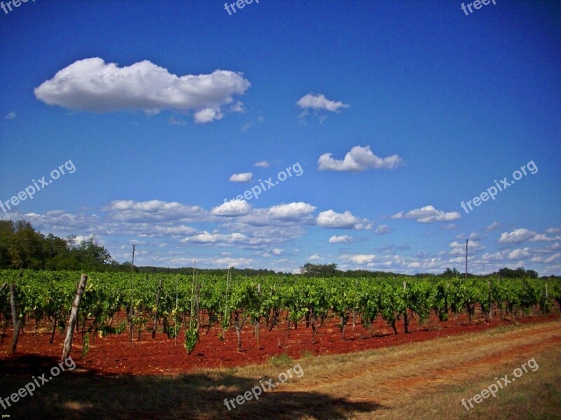 Vineyard Umag Croatia Free Photos