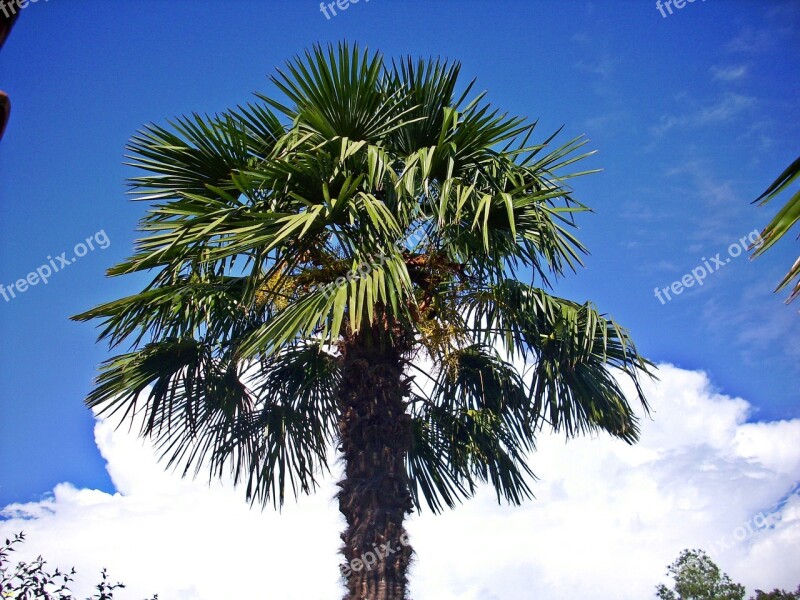 Hemp Palm Crown Clouds Free Photos