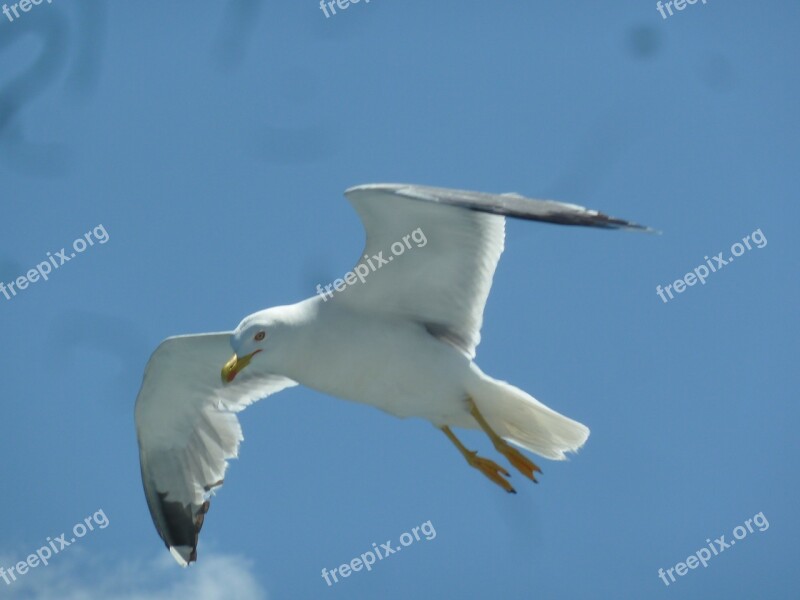 Seagull Bird Freedom Free Photos