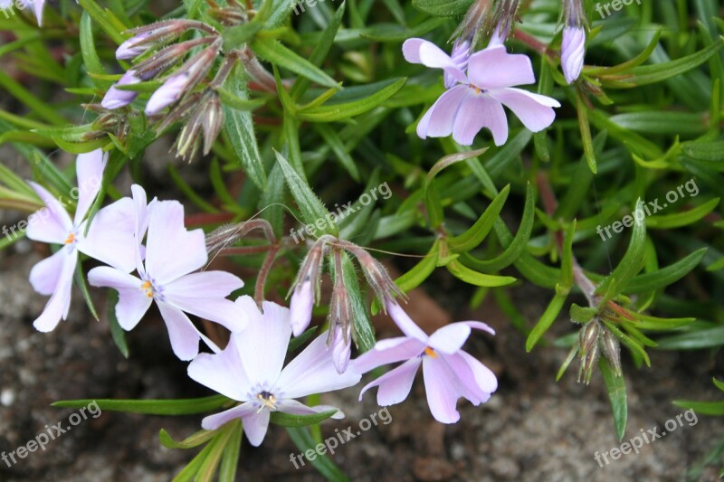 Phlox Crawl Plant Rockplant Garden Perennial