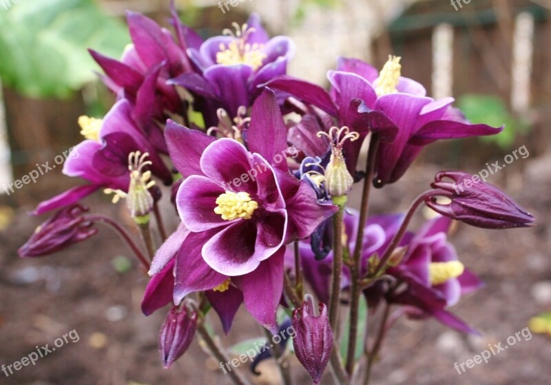 Aquilegia Akelei Garden Plant Perennial Free Photos